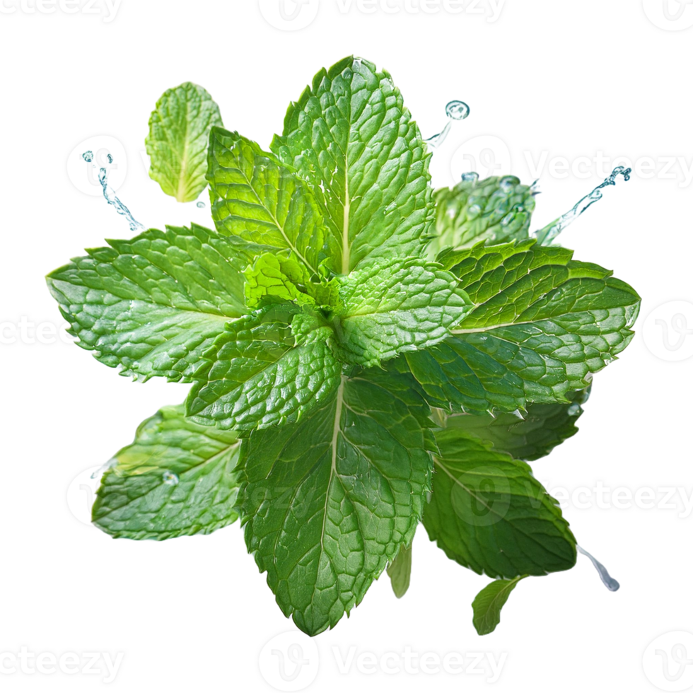 Vegetable Image Without Background Green Spearmint png