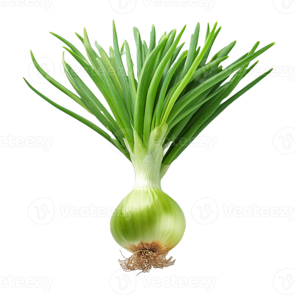 Vegetable Image Without Background Spring Onion png