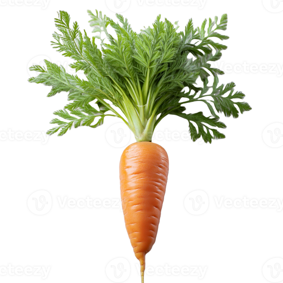 Vegetable Image Without Background Orange carrot png