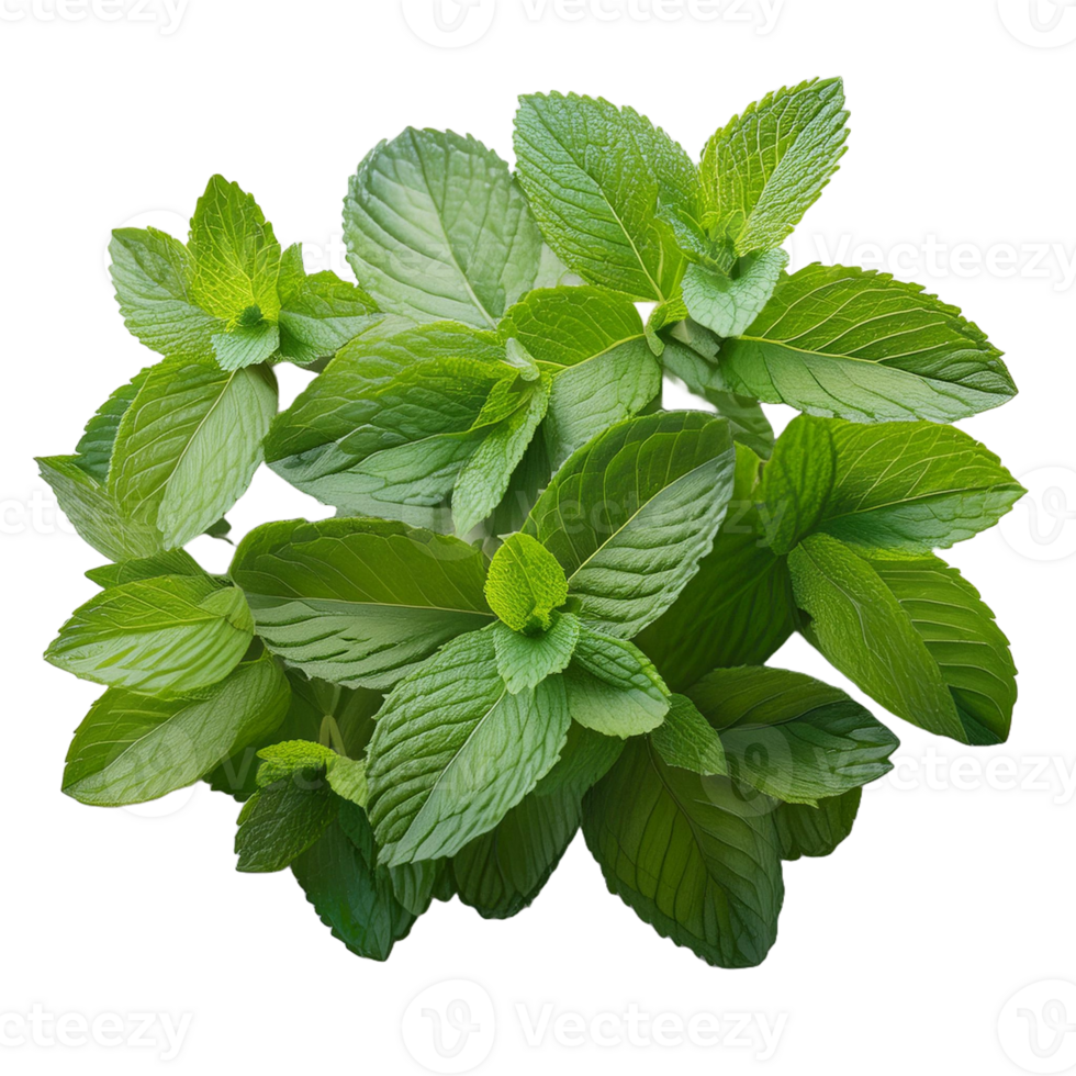 Vegetable Image Without Background Green Spearmint png