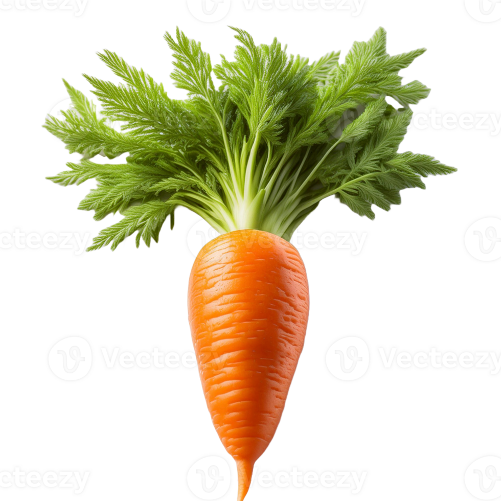 Vegetable Image Without Background Orange carrot png