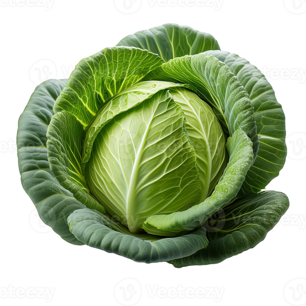 Vegetable Image Without Background Green Cabbage png