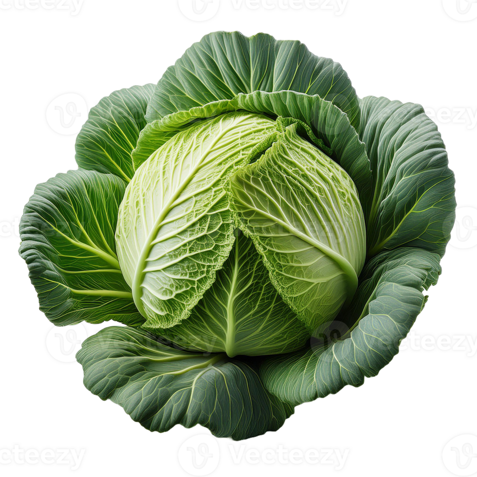 Vegetable Image Without Background Green Cabbage png