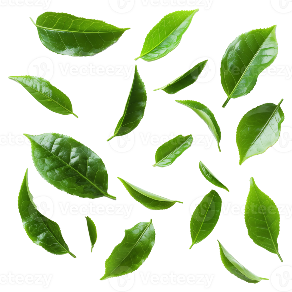 Top Down View of Fresh Green Tea Leaves on Transparent Background png