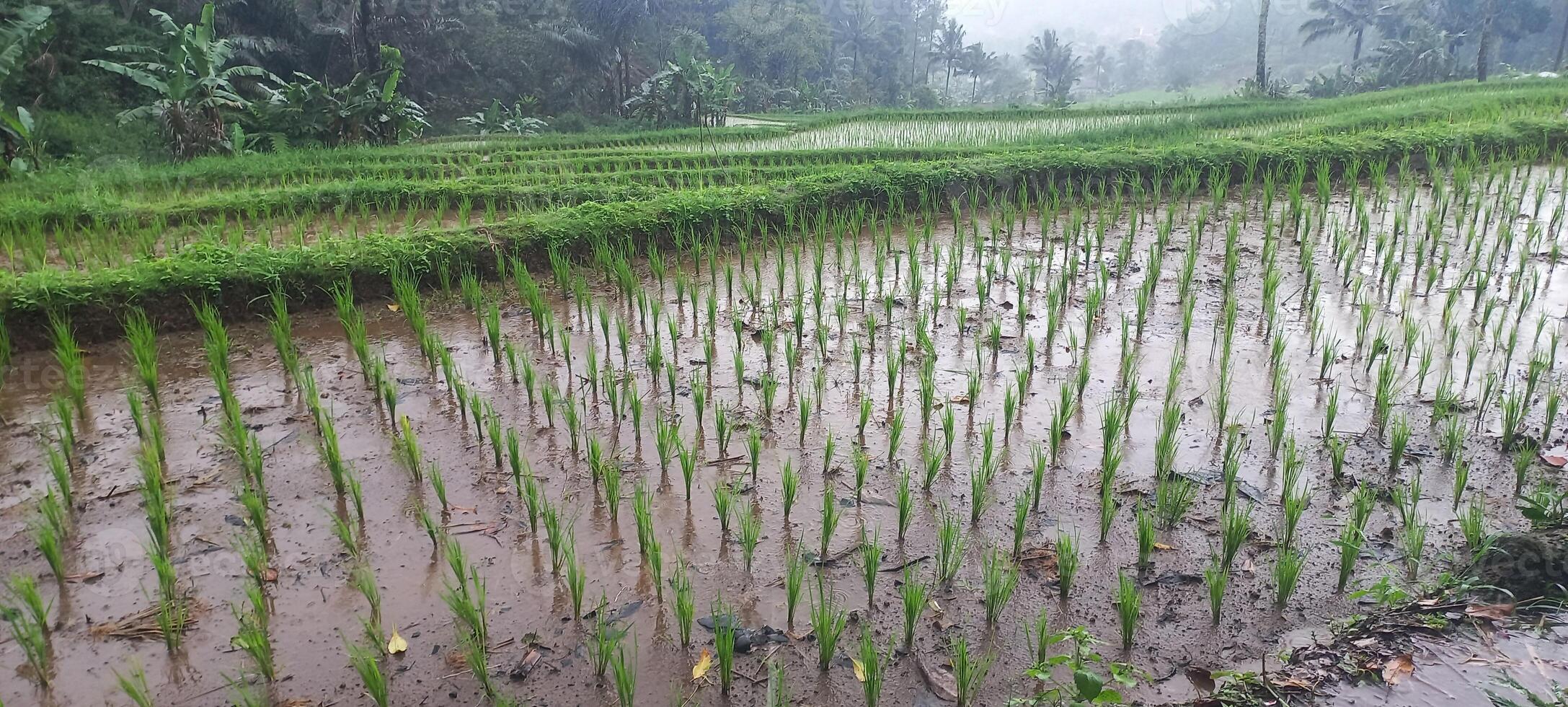 wet rice fields in the mountains after rain photo