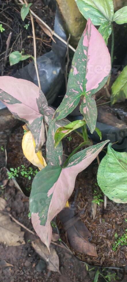 pink houseplants, Syngonium Pink Splash in the garden photo
