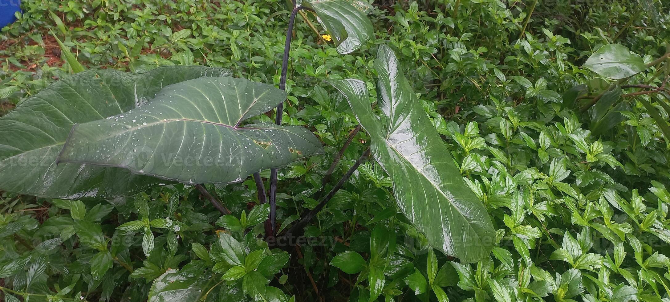 Taro leaves or lumbu shape like elephant ears in forest photo