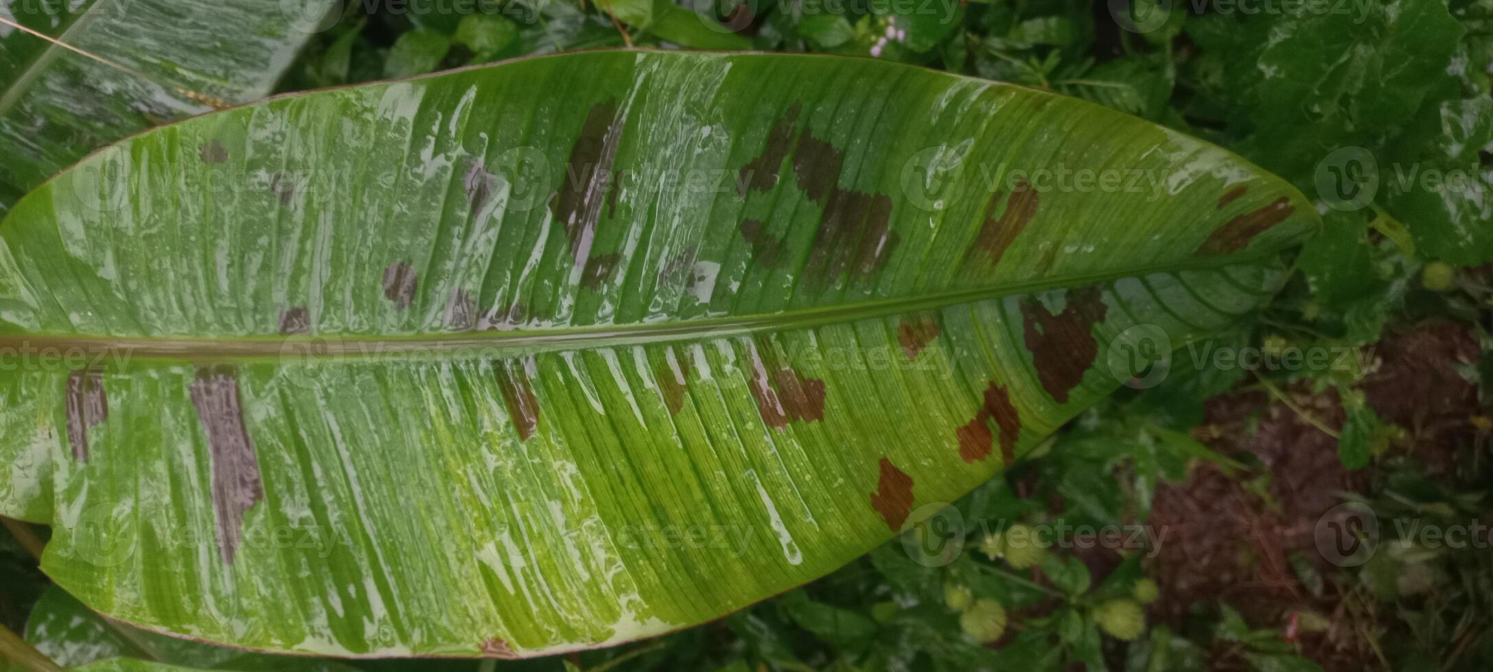 wild banana leaves photo