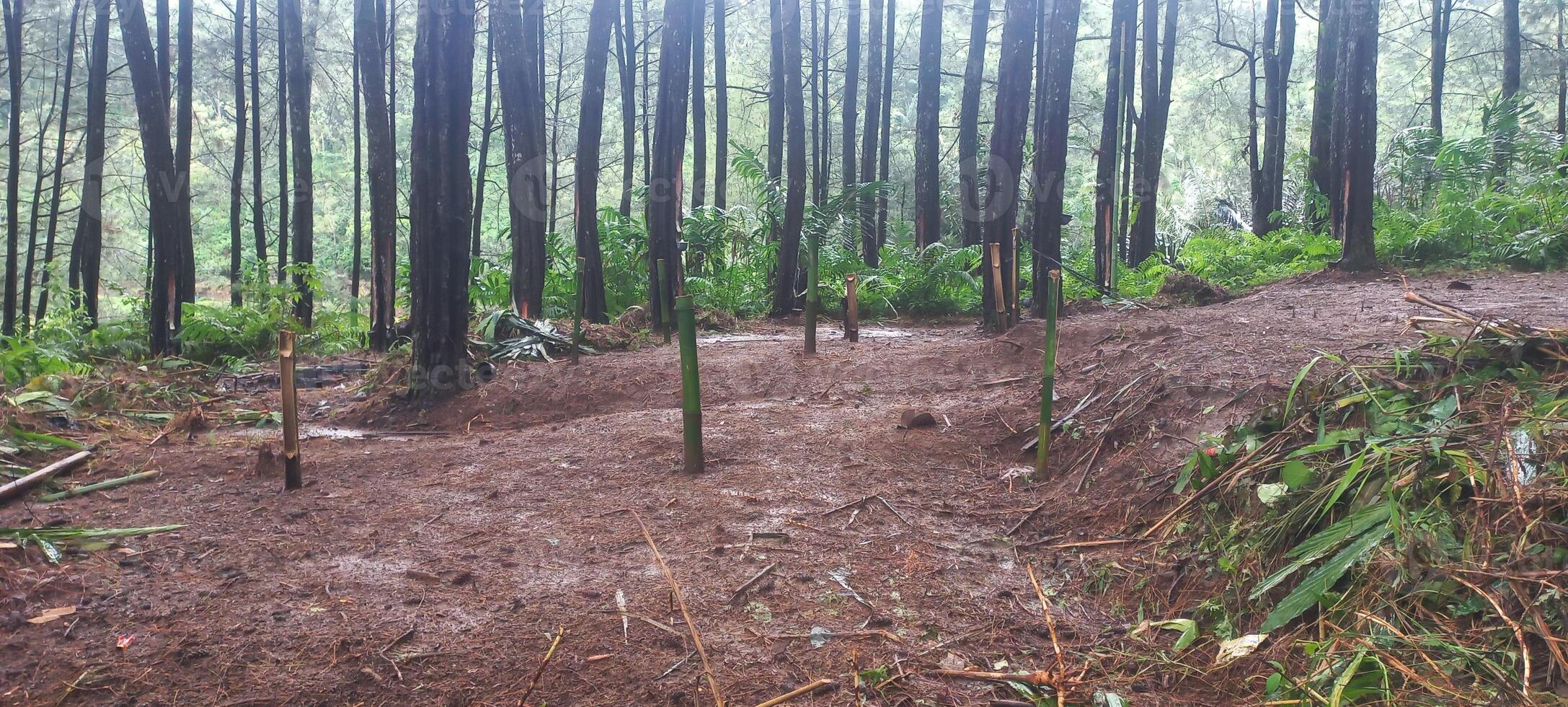 pine forest scenery after rain in Indonesia. photo