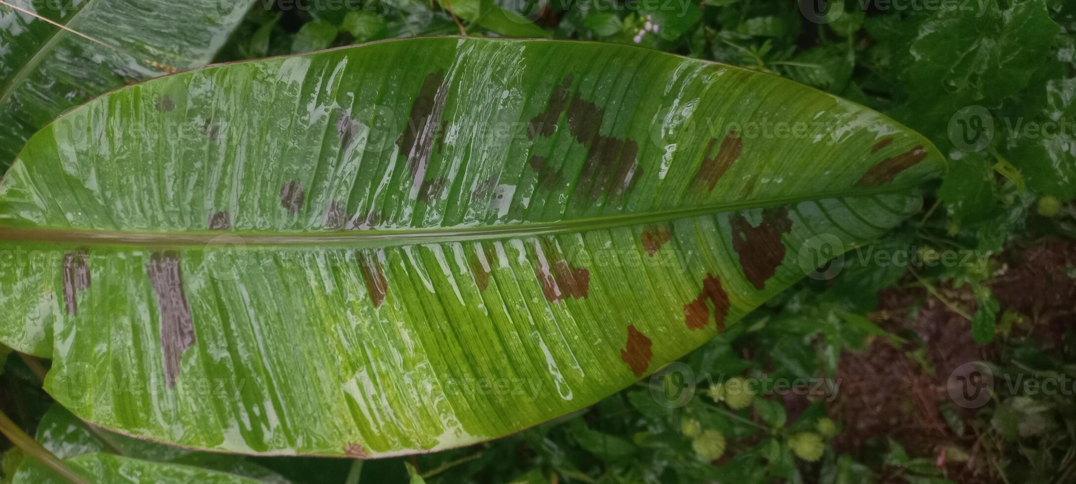 wild banana leaves photo