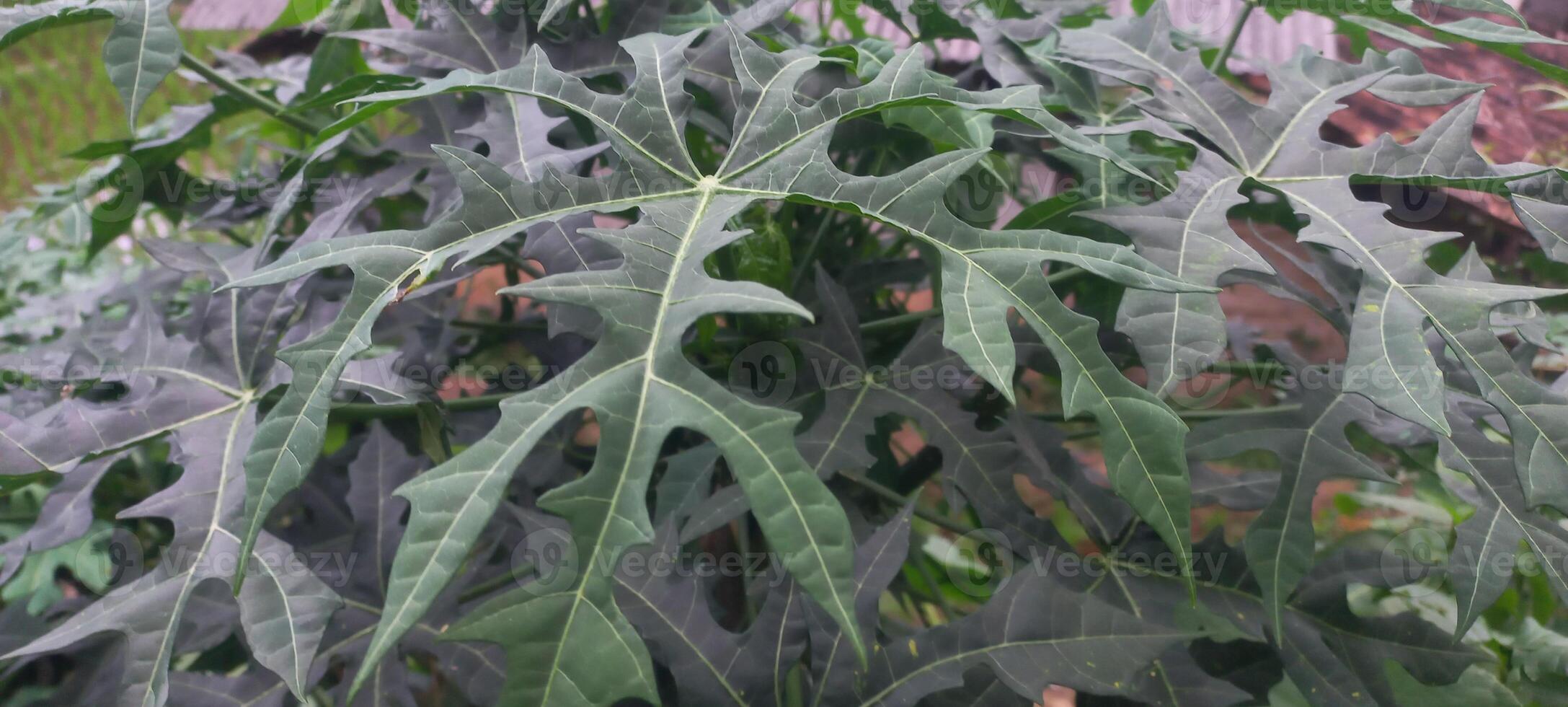 papaya tree leaves for background photo