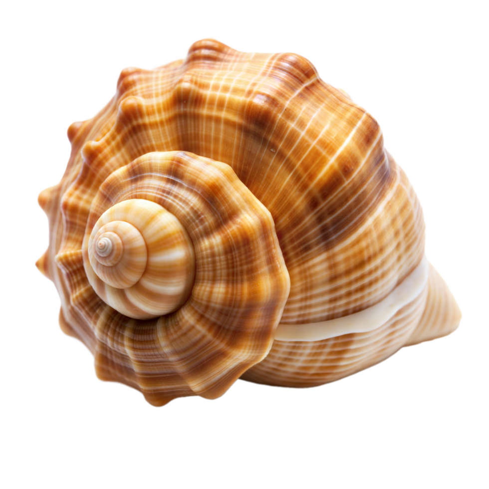 Close-Up of Beautiful Spiral Seashell on Transparent Background png