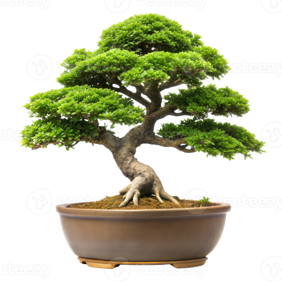 Beautiful Bonsai Tree in Ceramic Pot Isolated on transparent Background png