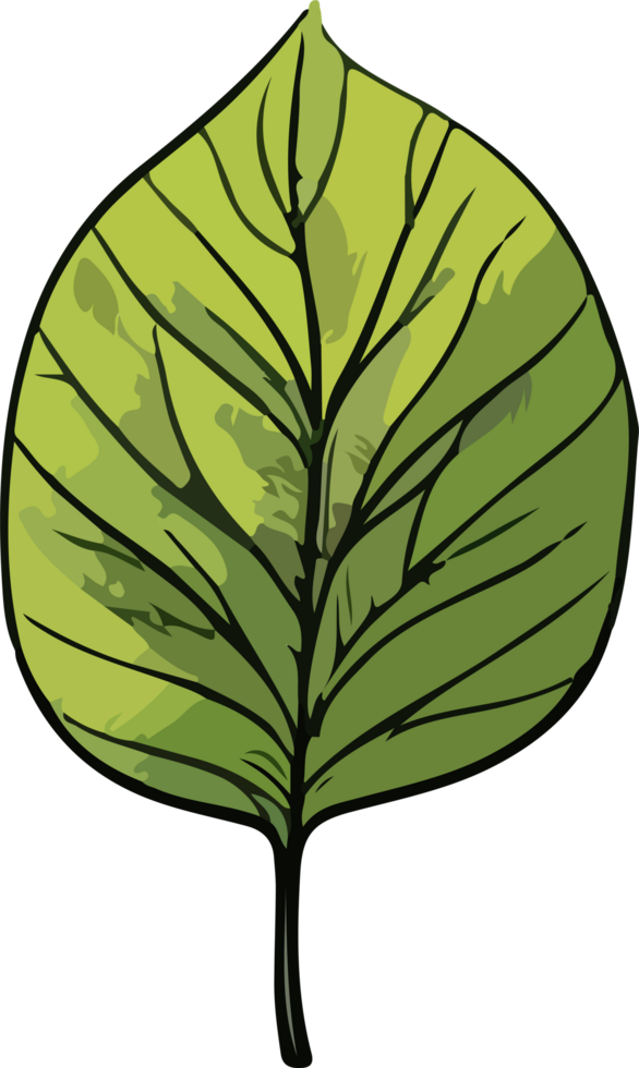 leaf illustration isolated on transparent background. png