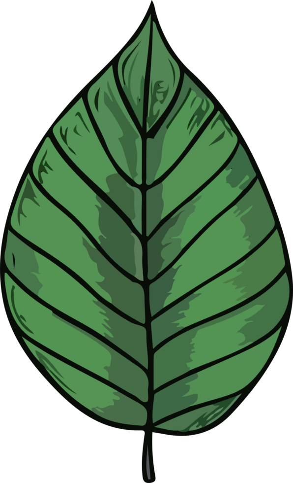 leaf illustration isolated on transparent background. png
