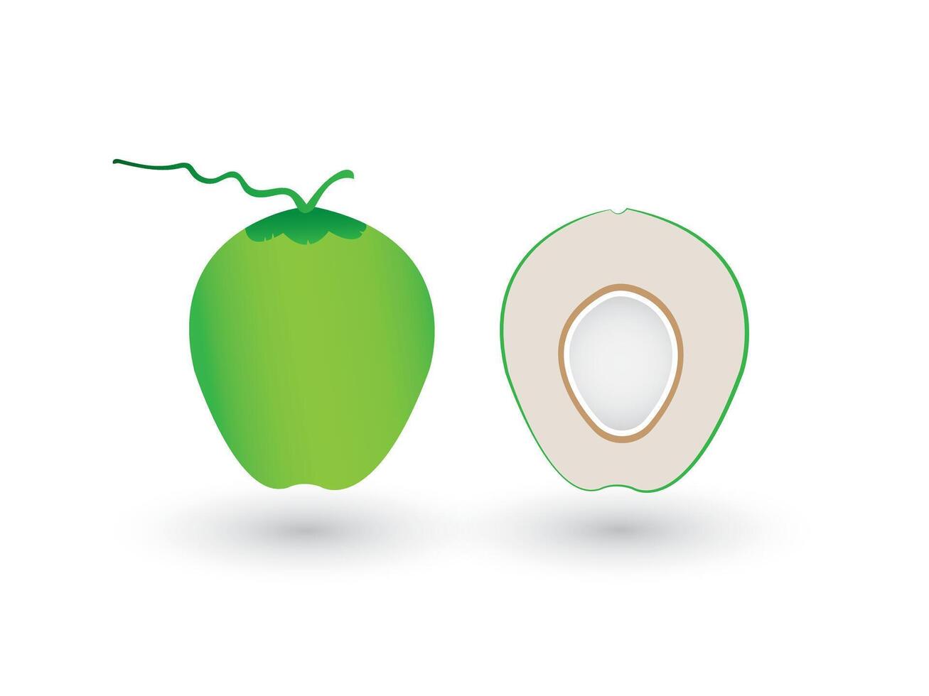 A fresh green sliced or half coconut on white background illustration vector