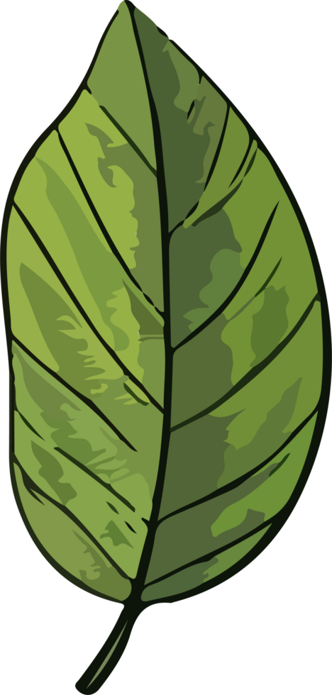 leaf illustration isolated on transparent background. png