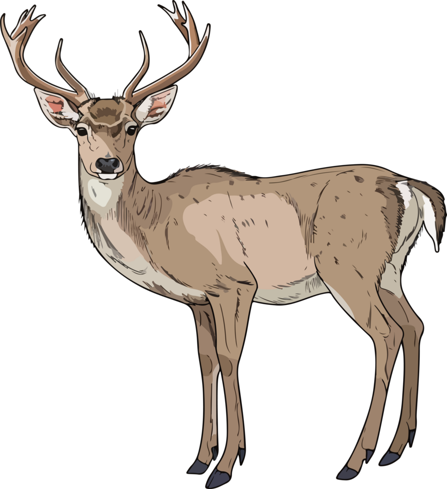 reindeer illustration isolated on transparent background. png