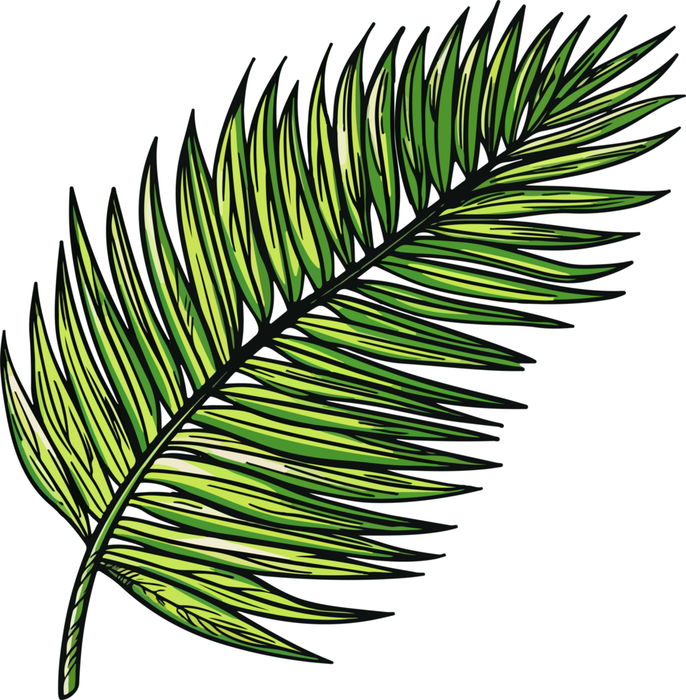 palm leaf illustration isolated on transparent background. png