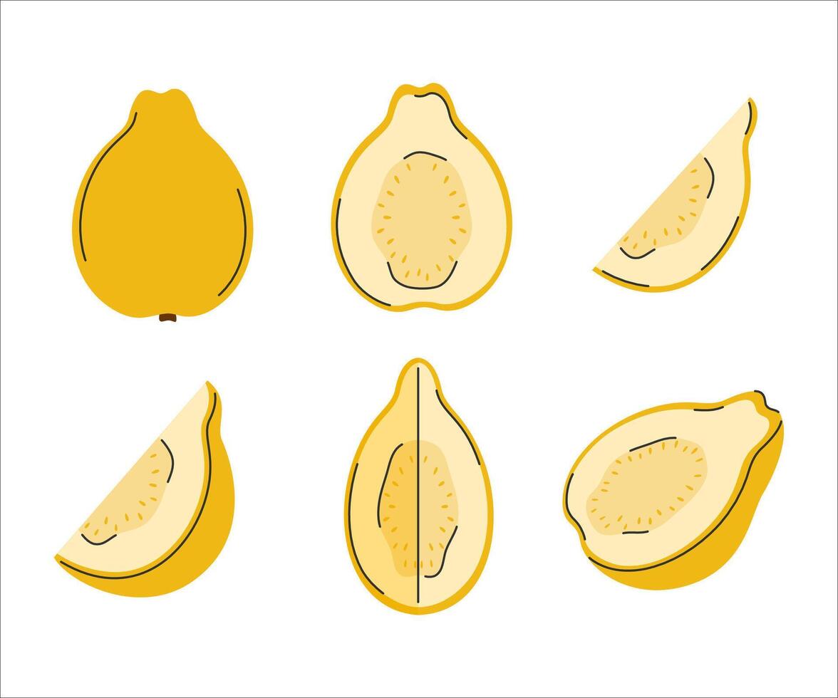 Hand drawn set of yellow guava. Whole guava fruit, half, quarter, piece. Cutted tropical fruits vector