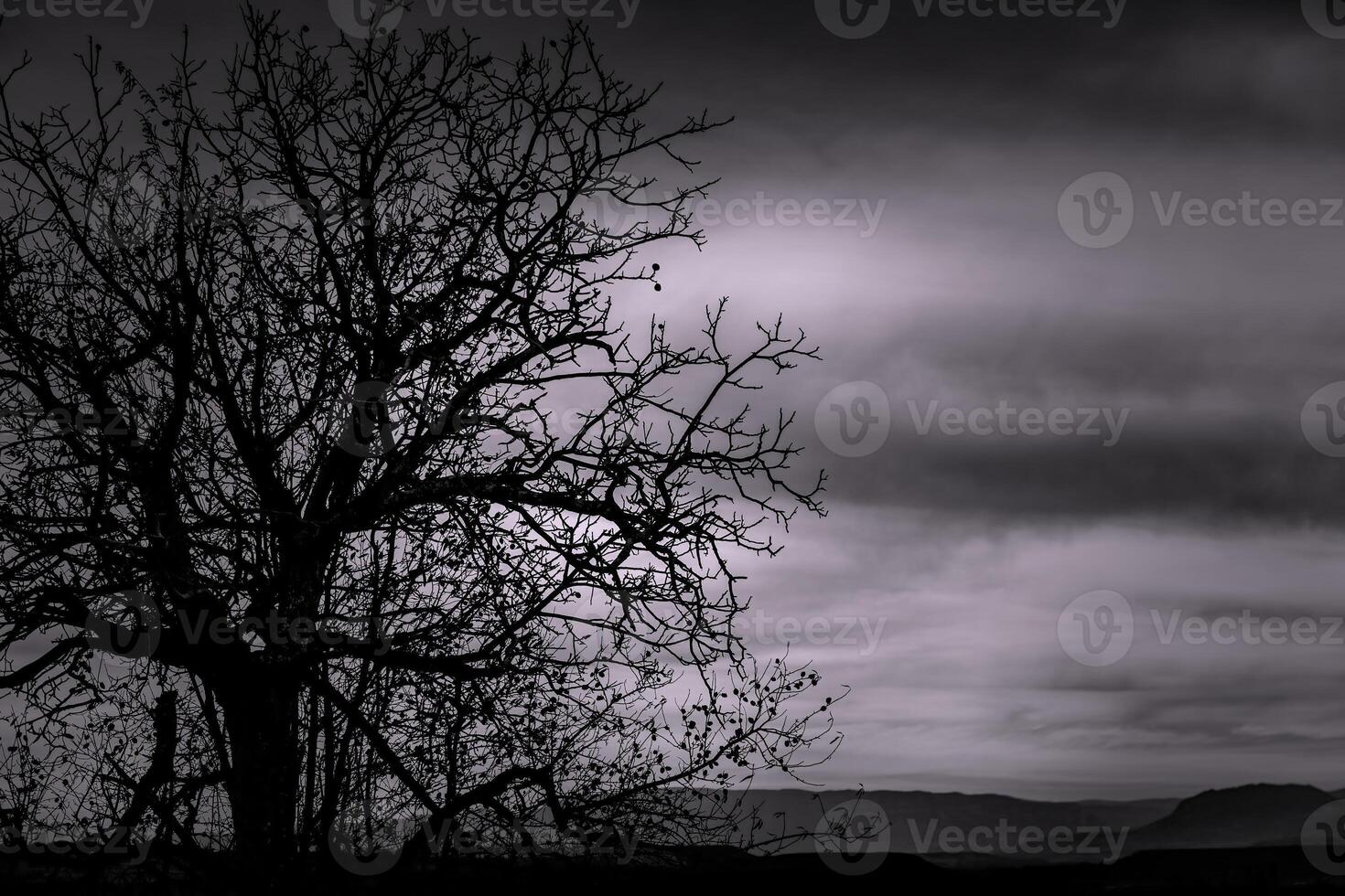 Flock of birds photo