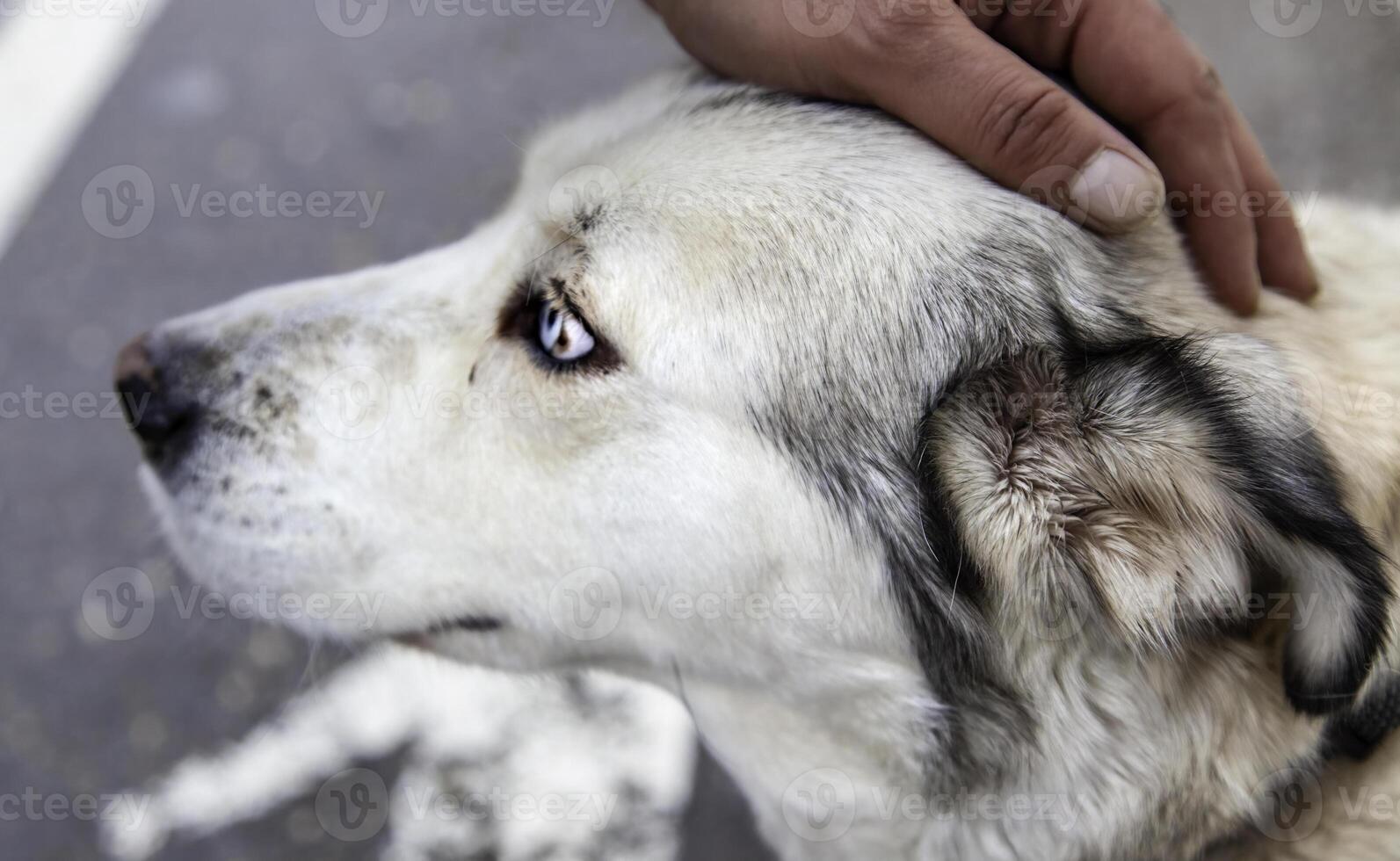 Mountain shepherd dog photo