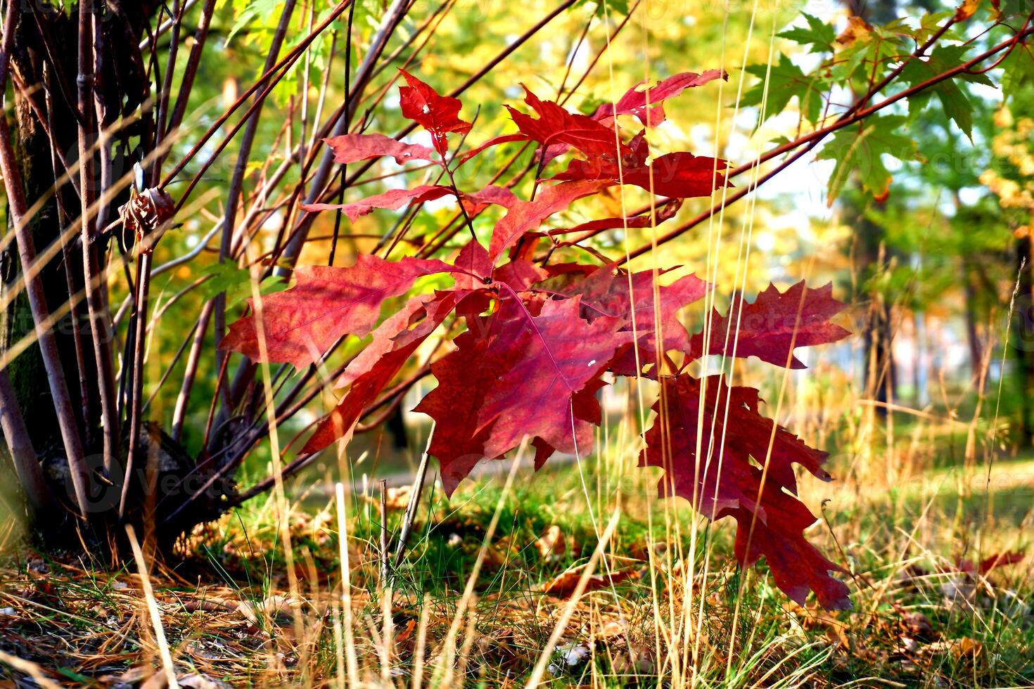 Red autumn oak leaf on a calm peace warm sunny day photo