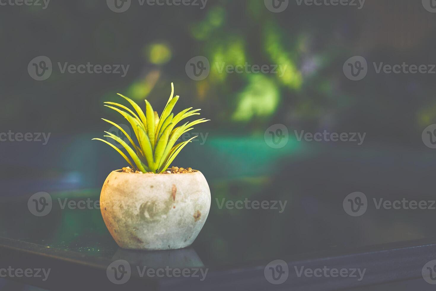 Flower pot with plant on a table in a cafe in shadow photo