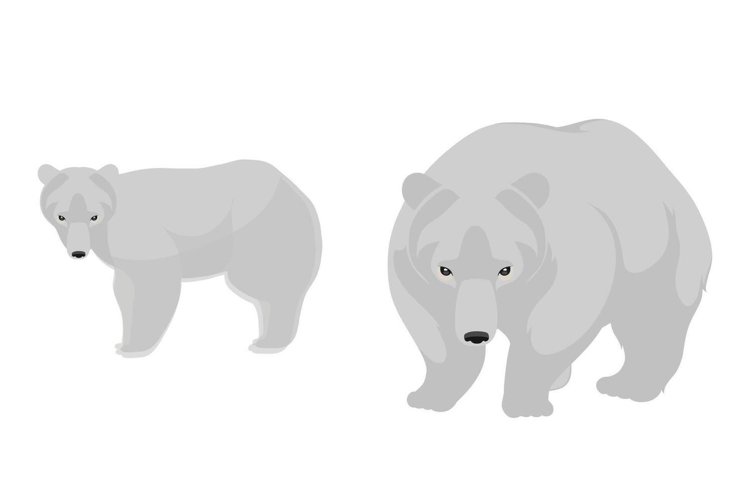 White polar bear walking visible from the side and front. Set of white polar bears. Northern animal illustration. vector