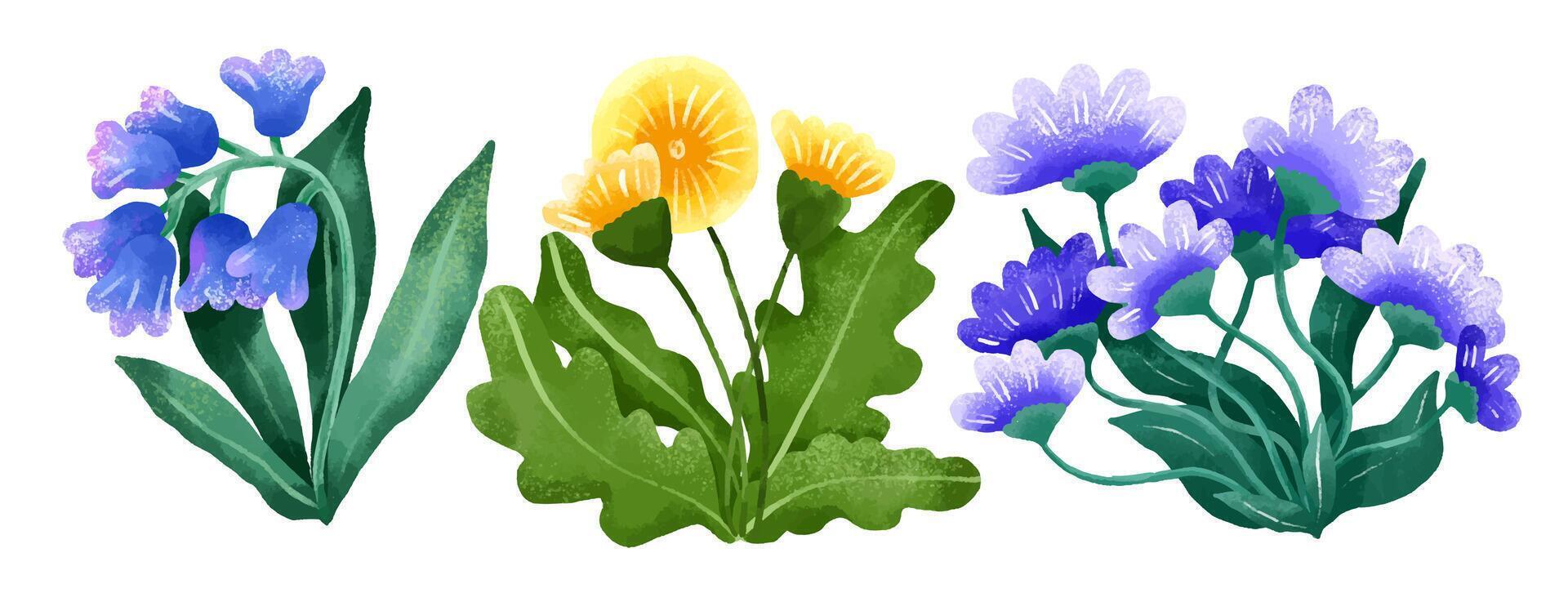 Wildflowers collection. Spring. Botanical illustration with flow vector