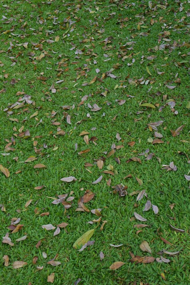 animated grass field background, green grass, garden green background photo