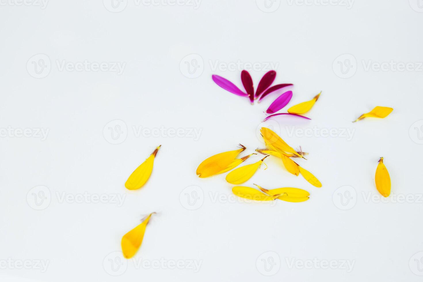 Fallen petals. Hot pink, yellow lobes of African daisy gerbera flower isolated on white background with beautiful shadow reflection. Creative layout. High resolution. Selective focus. Copy space photo