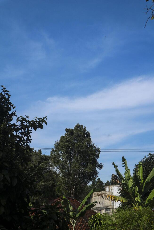 a kite flying in the sky above a tree photo