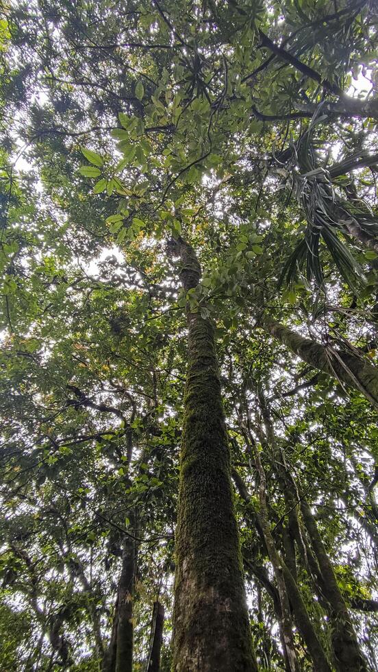 a tall tree in the forest with green leaves photo