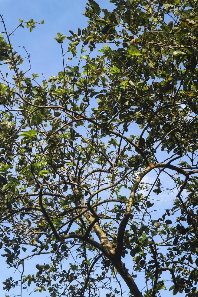 a bird is perched on a tree branch with a blue sky in the background photo