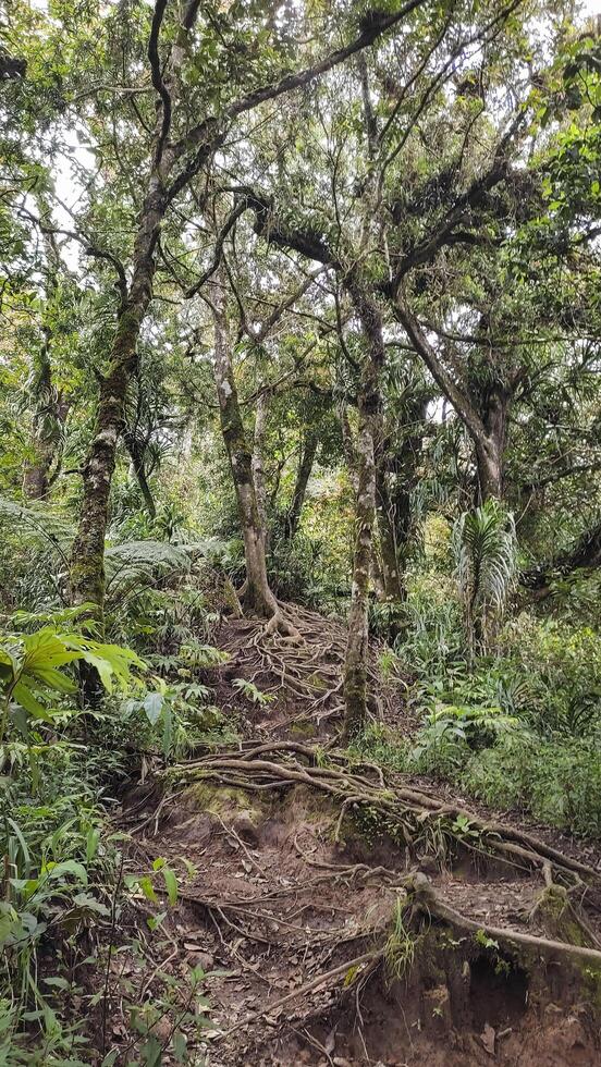 a trail in the forest with trees and plants photo