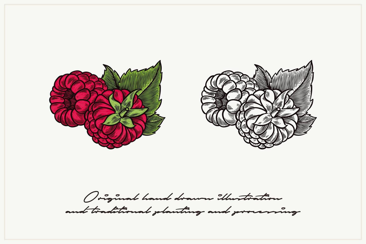 a pair of berry illustrations in an engraving style vector