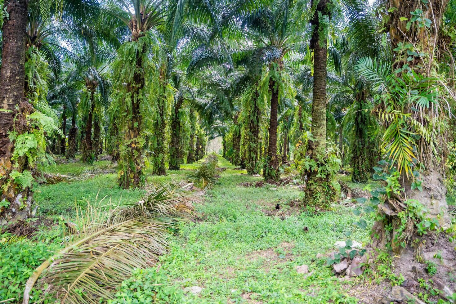 Palm oil trees under sunlight in plantation in Thailand, Asia photo