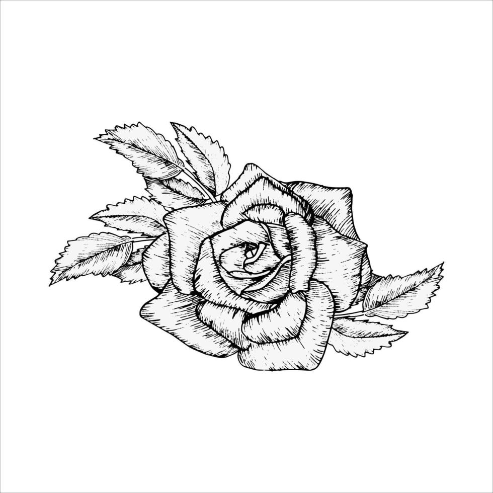 Graphics rose with leaves line art illustration. Hand drawn black and white floral composition wild flowers for invitation wedding card design. vector