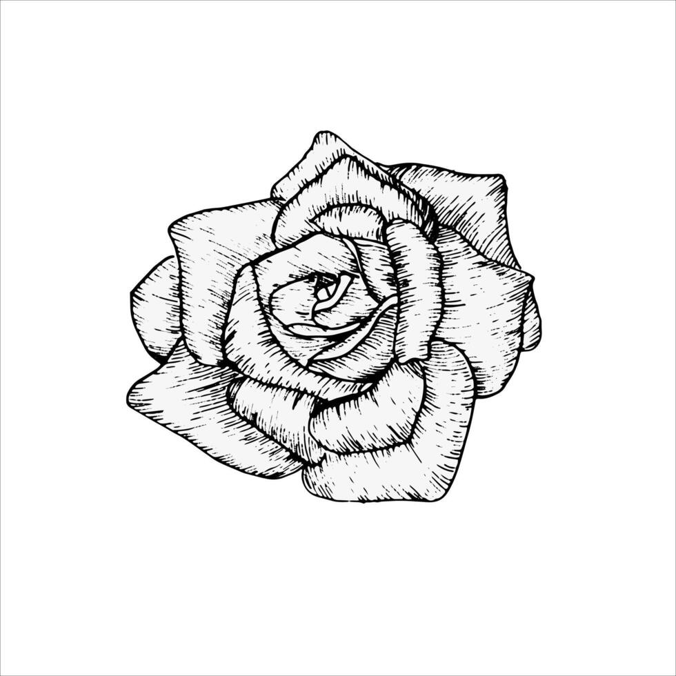 flower rose line art illustration. Hand drawn graphics, floral element silhouette. Black and white flower for concept design vector