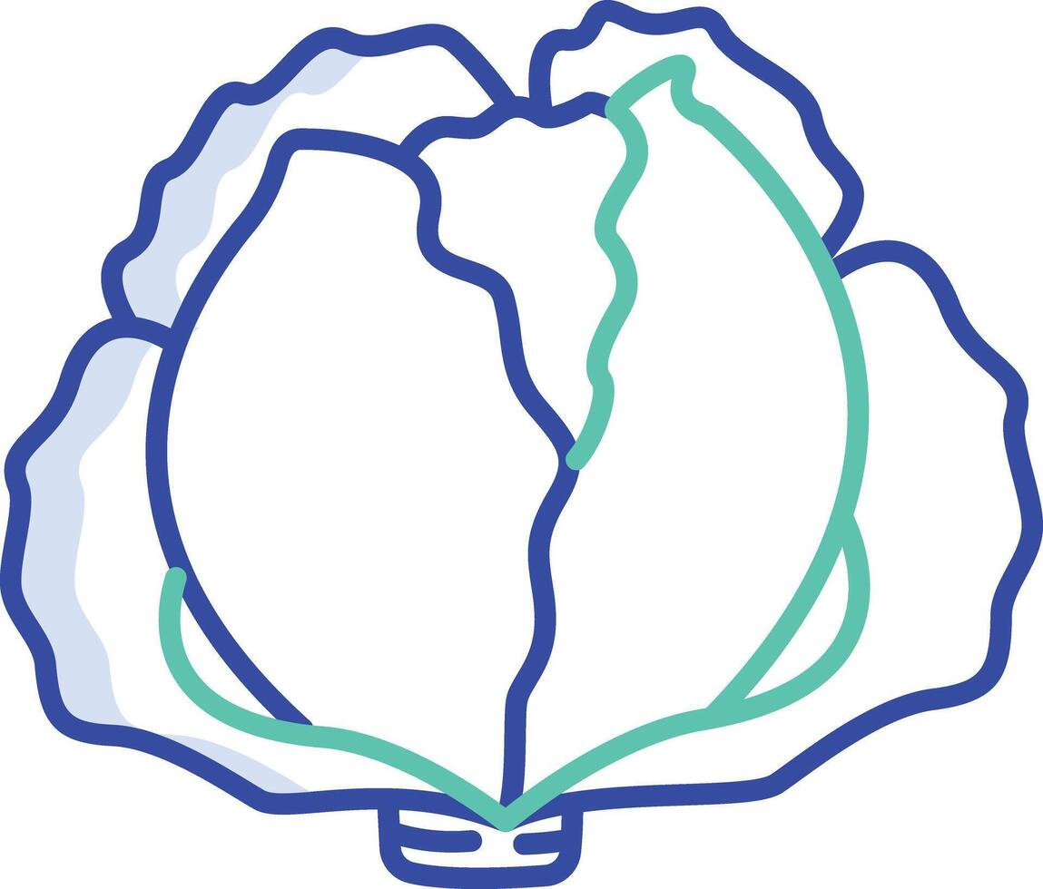 Cabbage outline color illustration vector