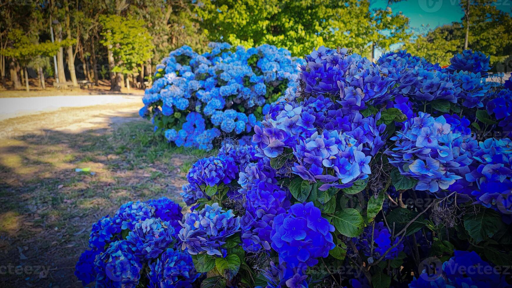 From above of lush bush with abundance of colorful blue Hydrangea flowers with green leaves growing in garden on summer day photo