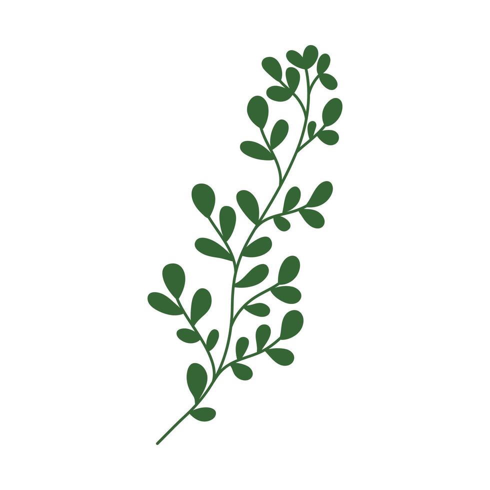 Botanical leaf doodle wildflower line art on white background vector