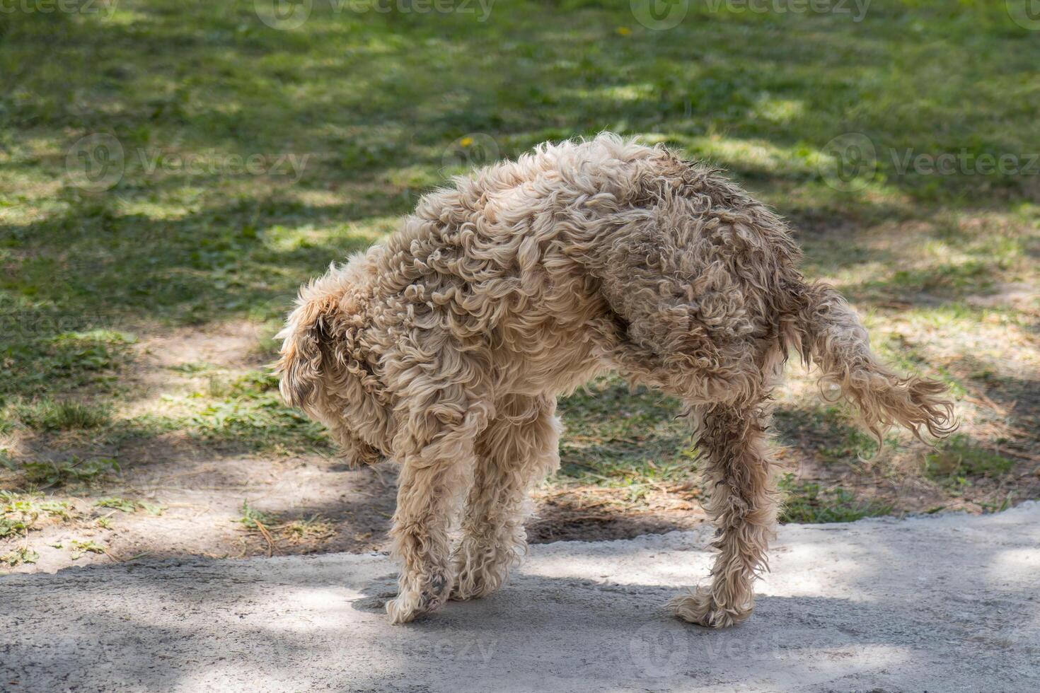 Fluffy Dog Exploring the Outdoors on a Sunny Day in the Park photo