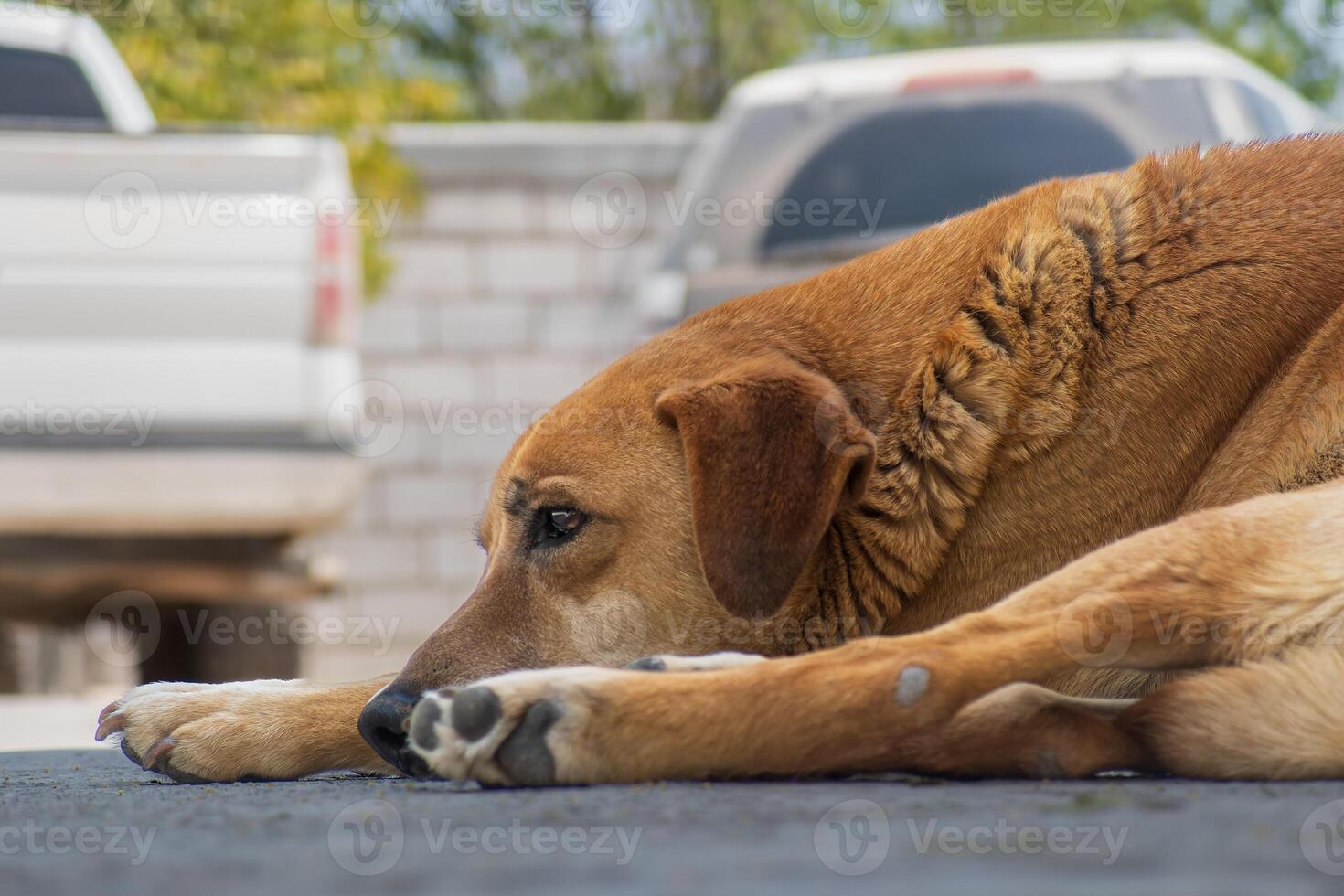 Relaxed Dog Resting on the Pavement in Summer photo