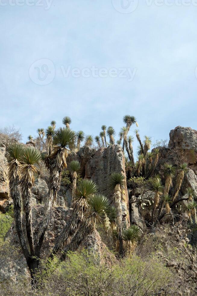 Desert Landscape with Towering Joshua Trees and Rugged Rock Formations photo