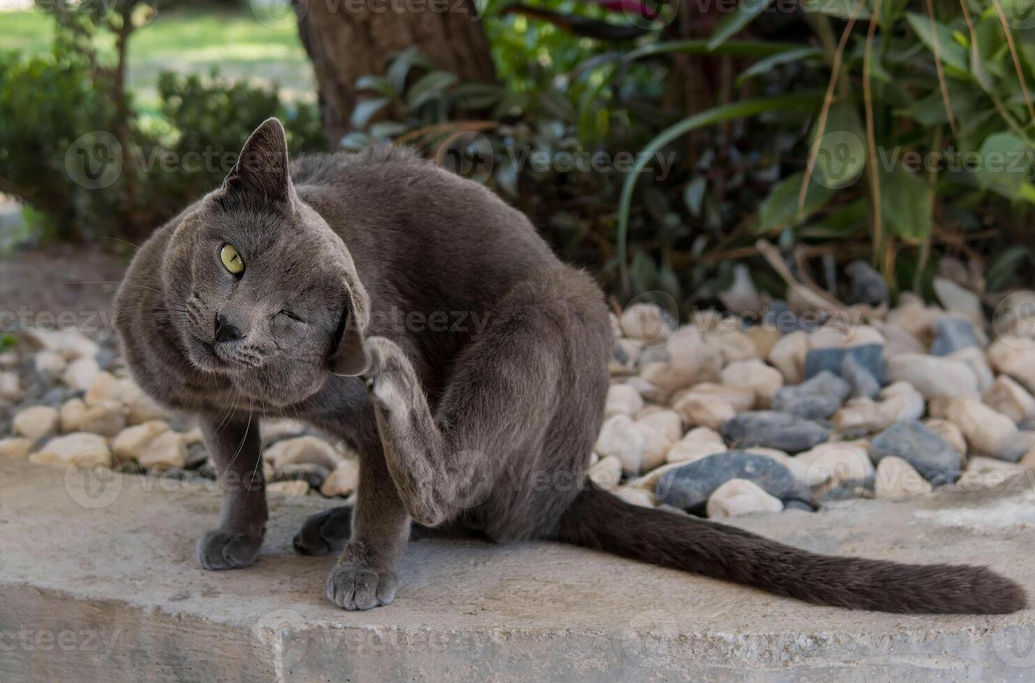 Gray Cat Scratching Its Ear on a Stone Path in a Lush Garden photo