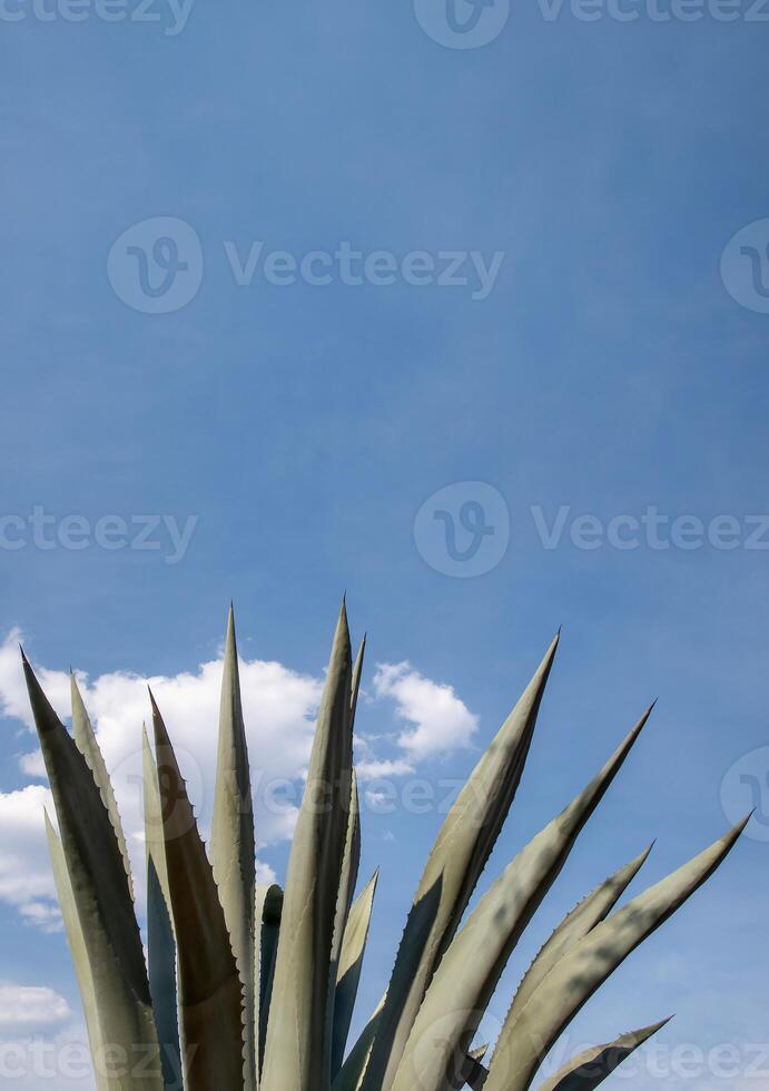 Close-Up of Sharp Agave Leaves Under a Clear Blue Sky with Scattered White Clouds photo