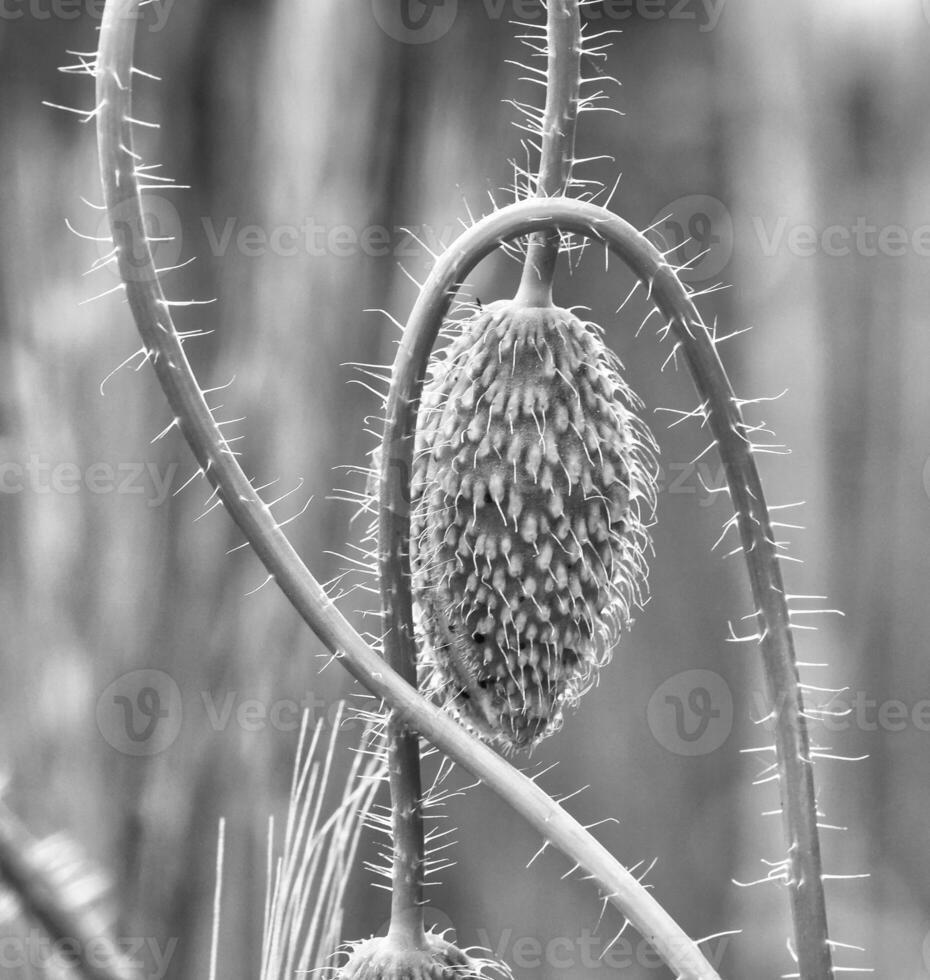Green bud of the poppy in black and white. Wild flower from nature. photo