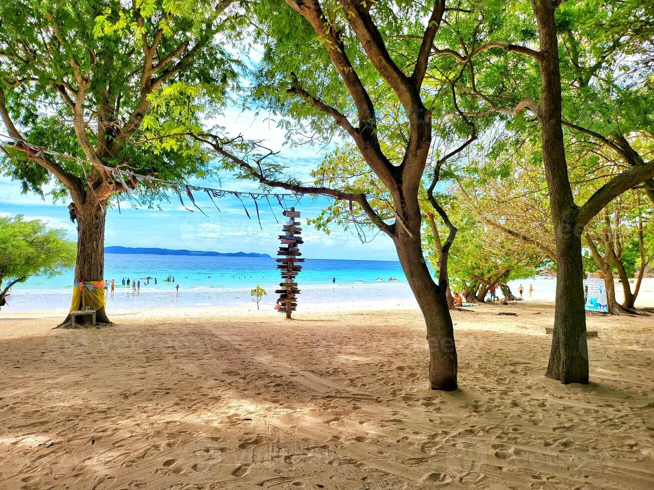 Korea Tree Koh Larn Island Thailand Travel Souvenir Poster Wall Art Wallpaper Background photo